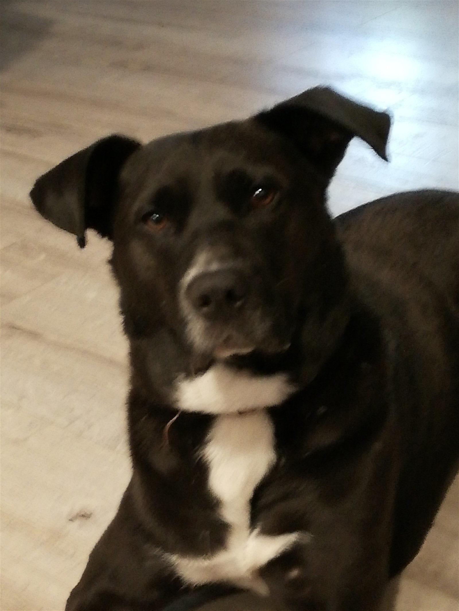 Duke, an adoptable Labrador Retriever, Border Collie in London, ON, N6H 5C4 | Photo Image 3