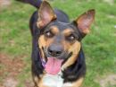 DELILAH's profile on Petfinder.com