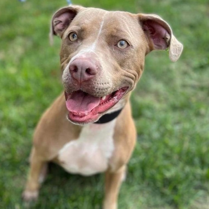 COCOA KRISPIE, an adoptable Pit Bull Terrier in Indianapolis, IN_image-4