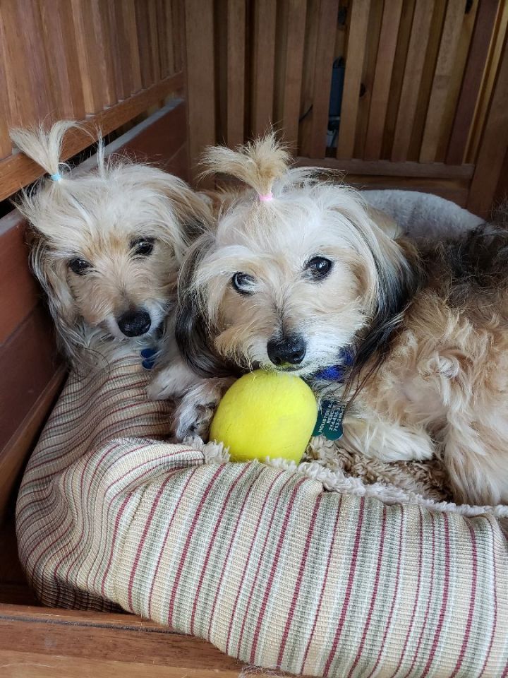 Peaches and Sandy, an adoptable Terrier Mix in Cedar Rapids, IA_image-1