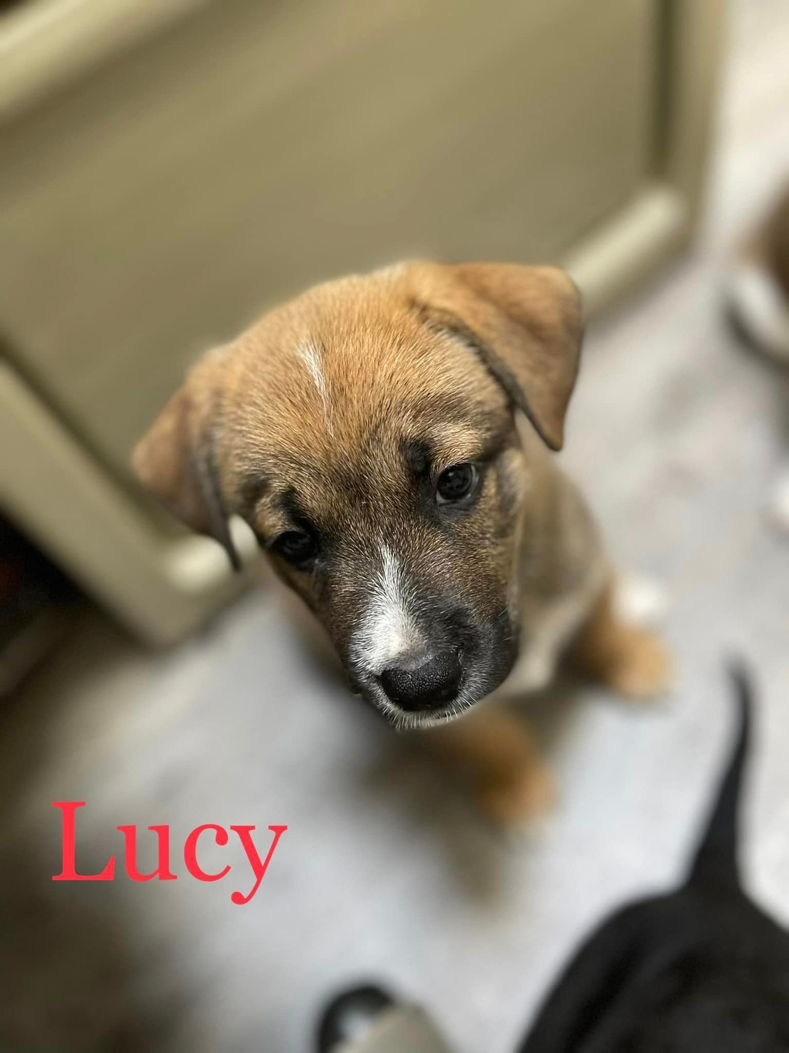 Gracie's Lucy