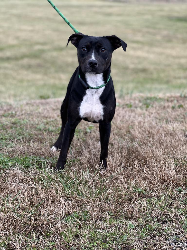 Averie - Adoptable