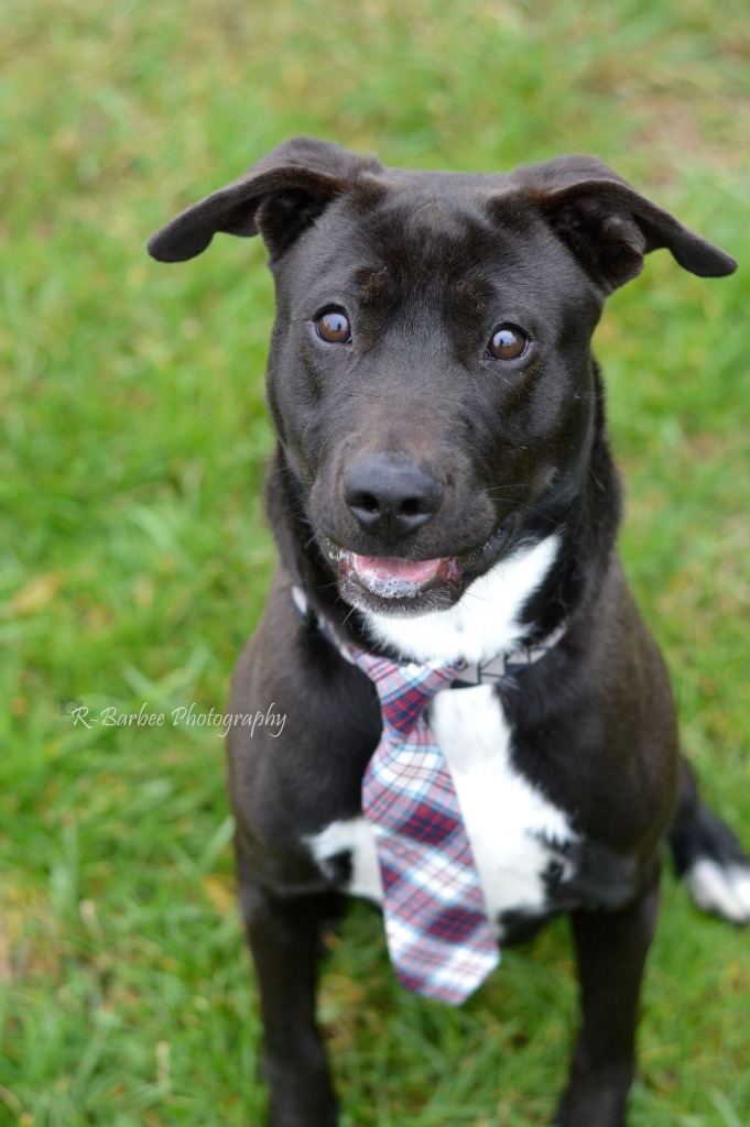 Augie - Adoptable