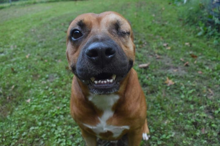 Walter, an adopted Mixed Breed in Lexington, KY_image-2