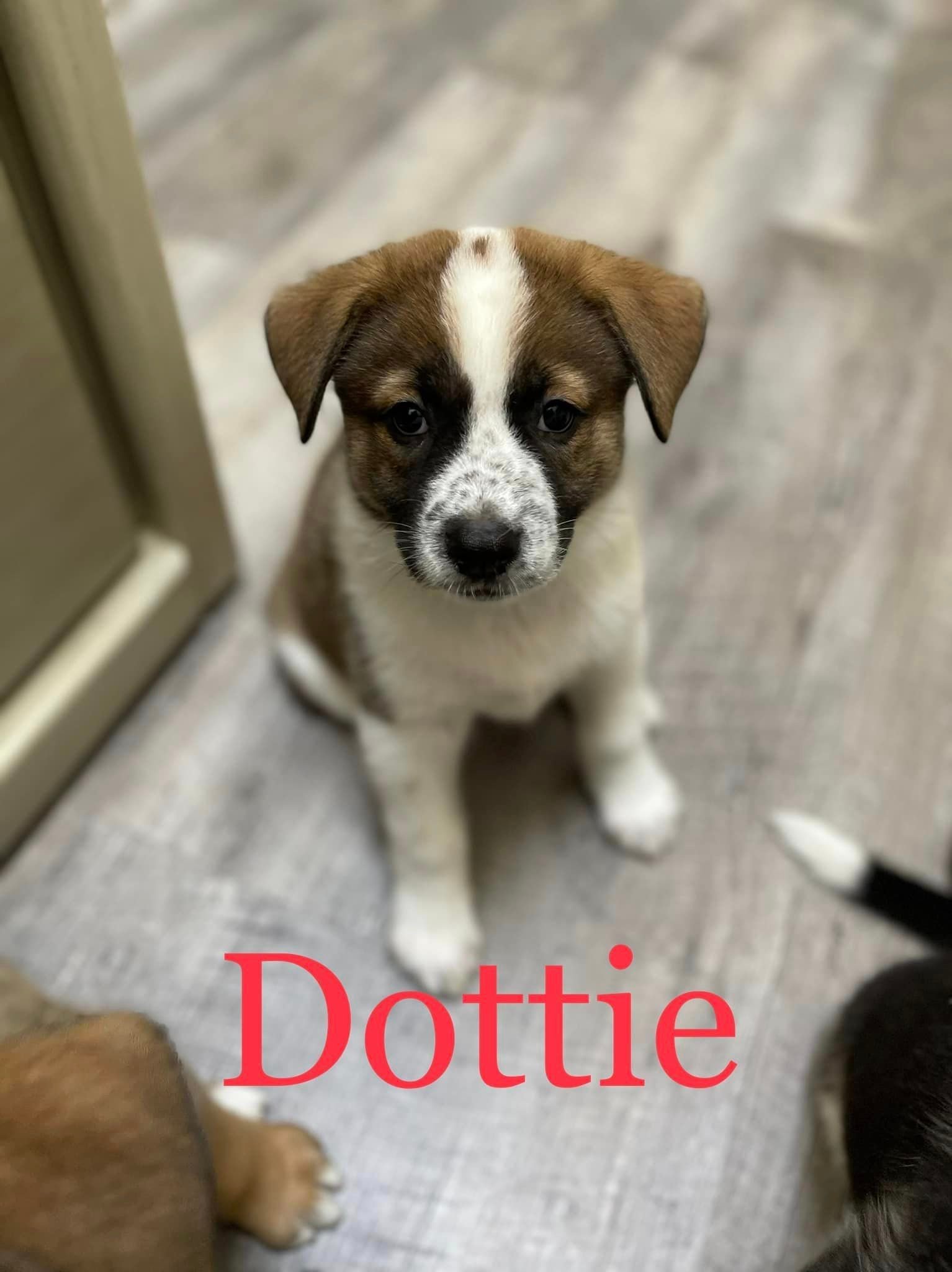 Gracie's Dottie