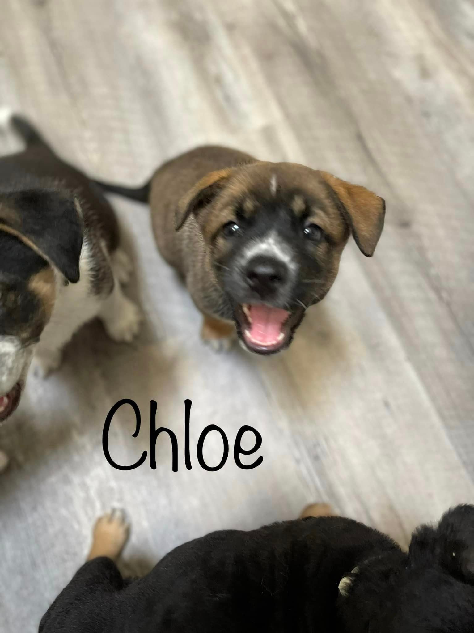 Gracie's Chloe