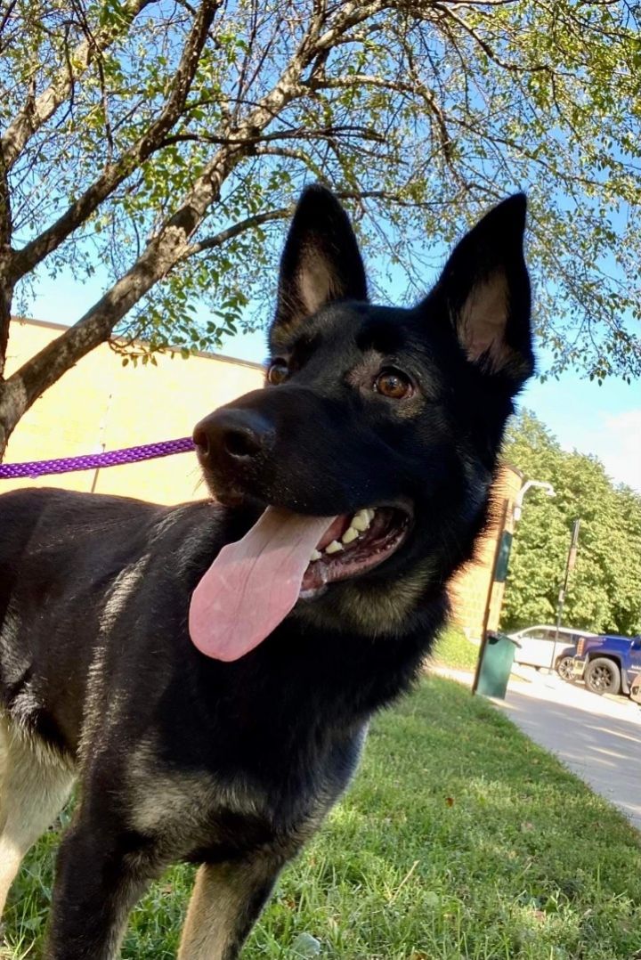 Erwin, an adopted German Shepherd Dog in Chicago, IL_image-4