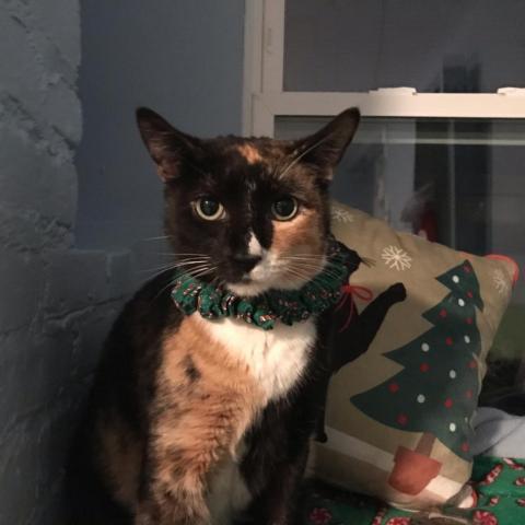 Phoebe