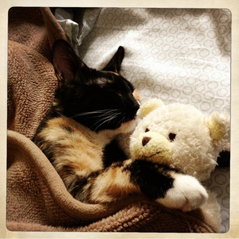 Phoebe 2