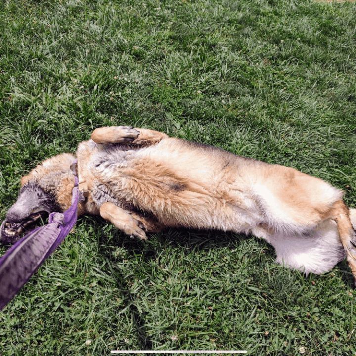 Karen , an adoptable German Shepherd Dog in Batavia, OH_image-6