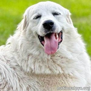 are great pyrenees playful