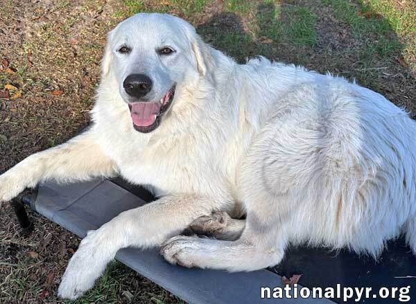 are great pyrenees playful