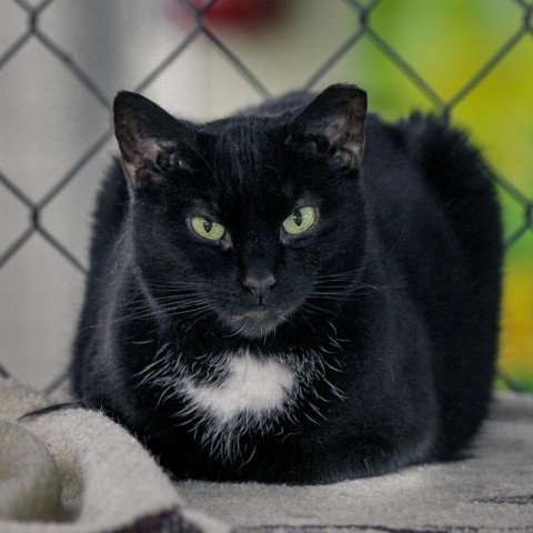 Batty Koda (In Foster), an adoptable Domestic Short Hair in East Smithfield , PA, 18817 | Photo Image 1