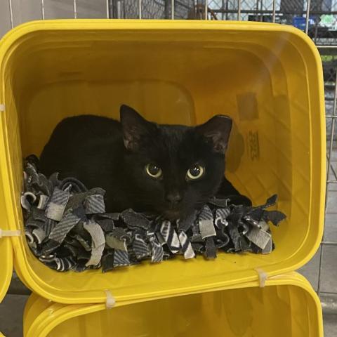 Batty Koda (In Foster), an adoptable Domestic Short Hair in East Smithfield , PA, 18817 | Photo Image 2