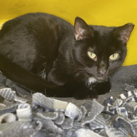 Batty Koda (In Foster), an adoptable Domestic Short Hair in East Smithfield , PA, 18817 | Photo Image 3