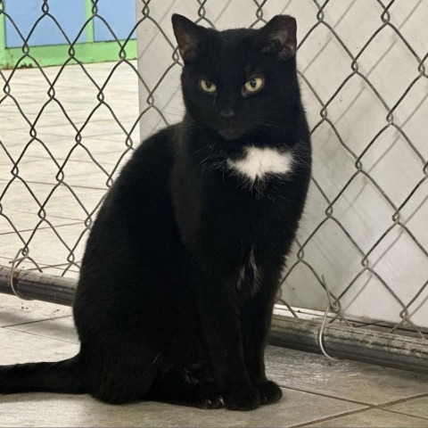 Batty Koda (In Foster), an adoptable Domestic Short Hair in East Smithfield , PA, 18817 | Photo Image 6