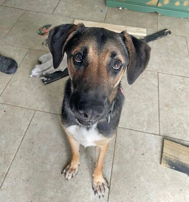 Dozer (Adoptable through Cane Haven), an adoptable German Shepherd Dog & Labrador Retriever Mix in New Orleans, LA_image-5