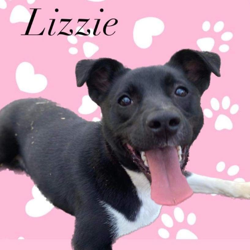 Lizzy, an adoptable Labrador Retriever in Wheelersburg, OH, 45694 | Photo Image 1