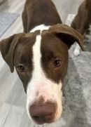 DIMITRI's profile on Petfinder.com
