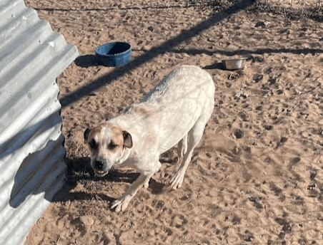 Alan's Female Pup (one-year-old), an adoptable Australian Cattle Dog / Blue Heeler & Shepherd Mix in Williamsburg, NM_image-3