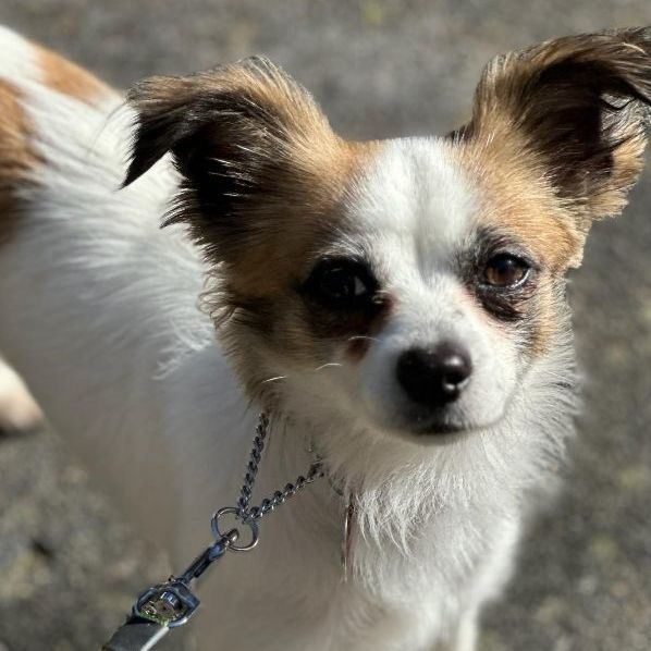 der ting facet Dog for adoption - Lizzie- scroll down page and read OUR entire write-up  before contacting us!, a Papillon & Chihuahua Mix in Raleigh, NC | Petfinder