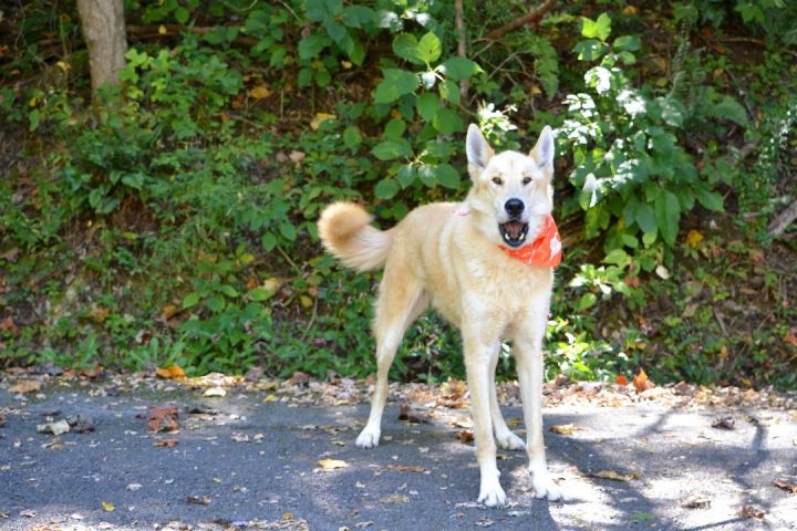 Scout, an adopted Husky Mix in Sevierville, TN_image-2