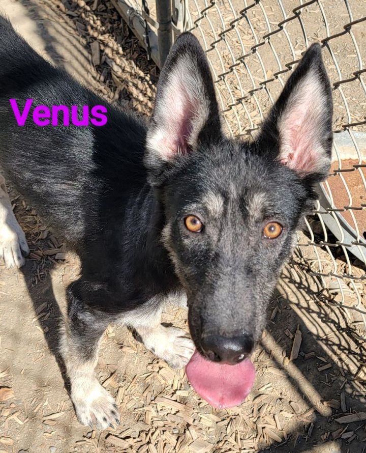 Venus PUPDATE, an adoptable German Shepherd Dog in Madras, OR_image-1