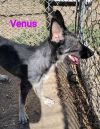 Venus PUPDATE