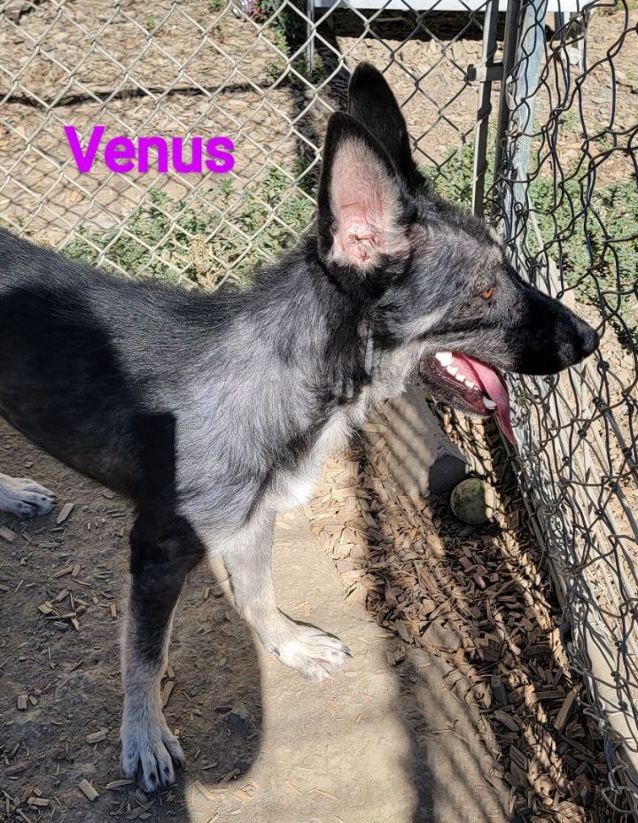 Venus PUPDATE, an adoptable German Shepherd Dog in Madras, OR_image-3