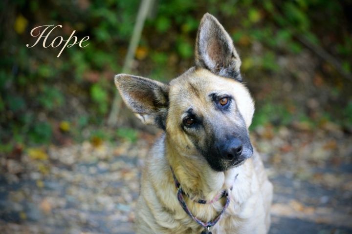Hope, an adopted German Shepherd Dog Mix in Sevierville, TN_image-1