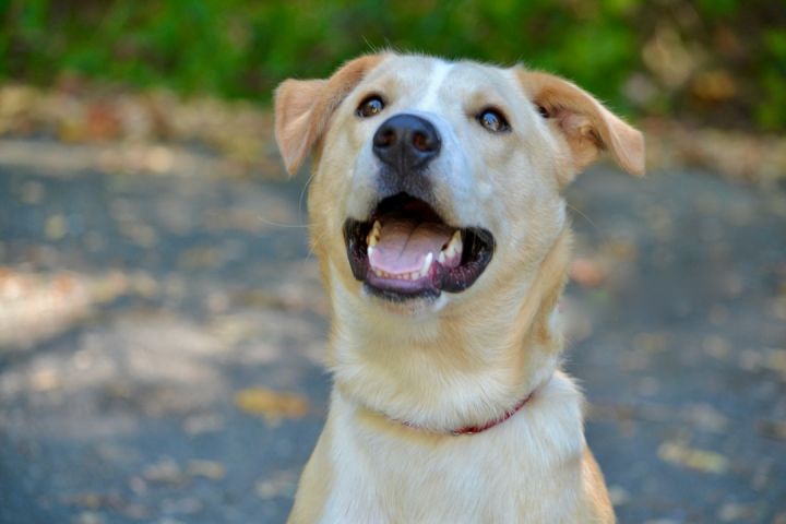 Louie, an adopted Labrador Retriever Mix in Sevierville, TN_image-1