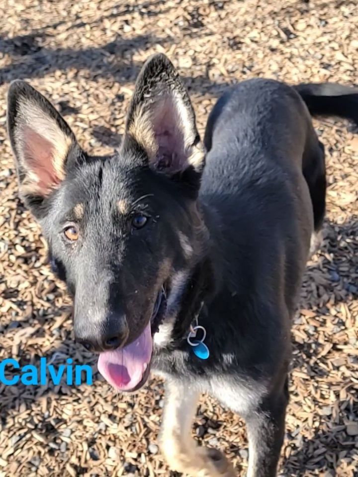 Calvin, an adoptable Feist in Madras, OR_image-3