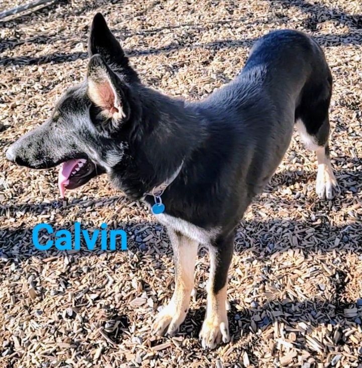 Calvin 5