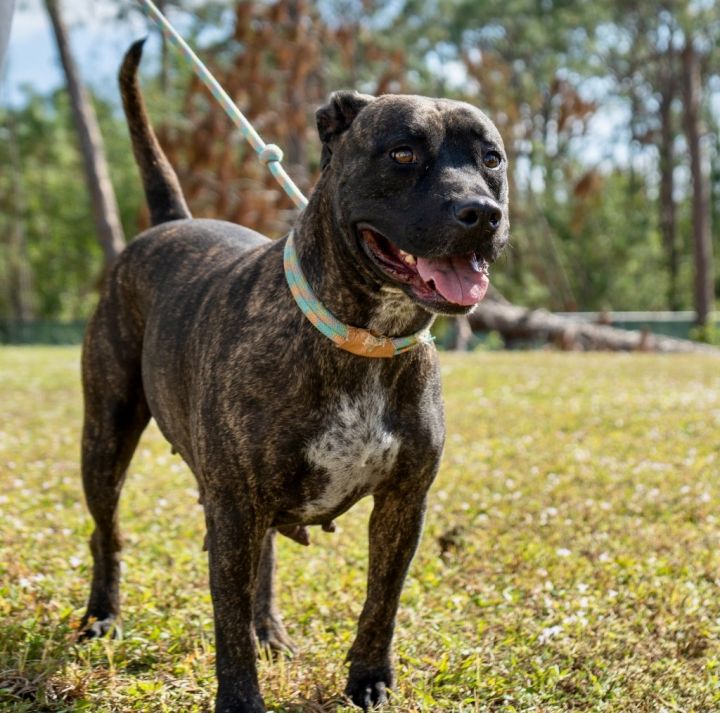 Dog for adoption - Georgia - Adoption Fee FULLY SPONSORED!!, a Pit Bull ...