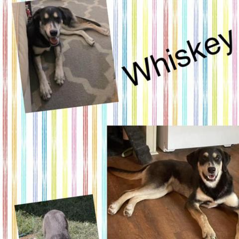 Whiskey, an adoptable Labrador Retriever, Husky in Idaho Falls, ID, 83405 | Photo Image 2