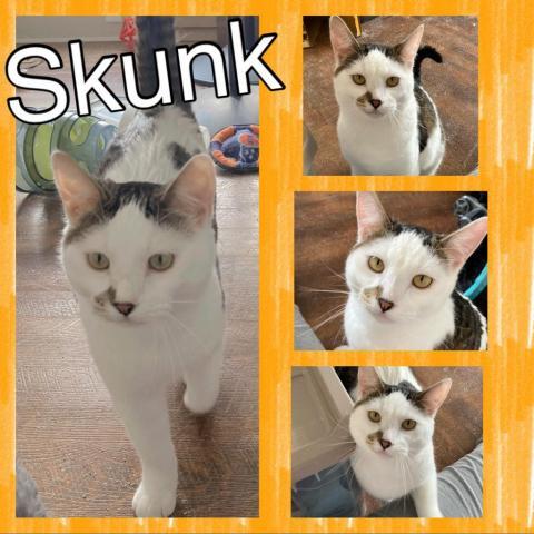 Skunk, an adoptable Domestic Short Hair in Idaho Falls, ID, 83405 | Photo Image 1