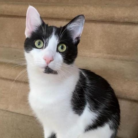 Lucy, an adoptable Domestic Short Hair in Oneonta, NY, 13820 | Photo Image 1