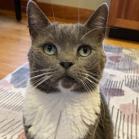 Amber, an adoptable Domestic Short Hair in Oneonta, NY, 13820 | Photo Image 1