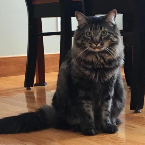 Kenai, an adoptable Domestic Long Hair in Oneonta, NY, 13820 | Photo Image 1