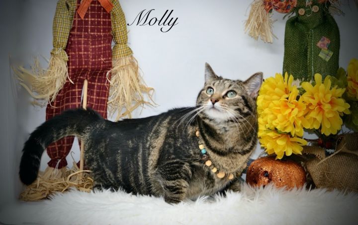 Molly, an adopted Tabby in Sevierville, TN_image-1