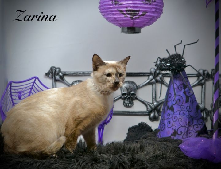 Zarina, an adopted Siamese Mix in Sevierville, TN_image-1