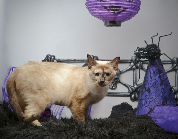 Zarina, an adopted Siamese Mix in Sevierville, TN_image-6