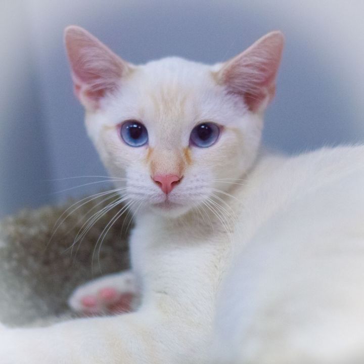 Octavius, an adopted Siamese & Domestic Short Hair Mix in Ponte Vedra, FL_image-3