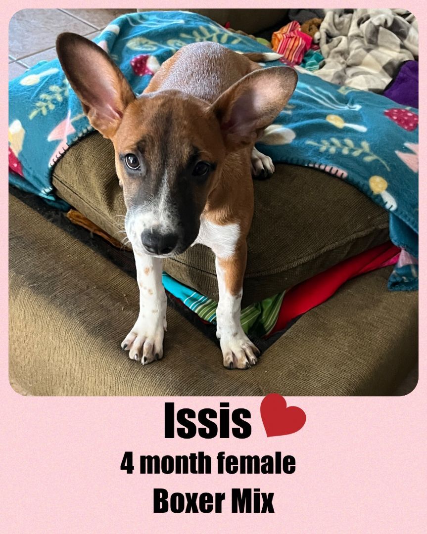 ISSISâ€“ 3 MONTH FEMALE BOXER MIX