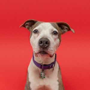 Cherie Cherie baby Cherie can you come out tonight Sweet Cherie is looking for a family and she 