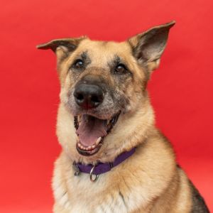 Introducing Sadie Sadies history is a bit of a mystery to us This beautiful German Shepherd was b