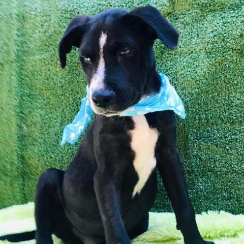Mickey, an adoptable Black Labrador Retriever & Terrier Mix in San Diego, CA_image-3