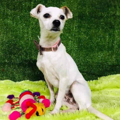 Dixie, an adoptable Terrier Mix in San Diego, CA_image-3