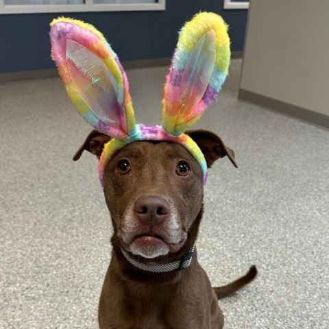 Gible, an adoptable Chocolate Labrador Retriever in Detroit Lakes, MN, 56501 | Photo Image 1