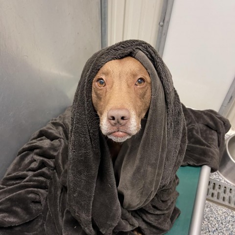 Gible, an adoptable Chocolate Labrador Retriever in Detroit Lakes, MN, 56501 | Photo Image 2